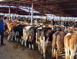 Foot-and-mouth crisis poses no food risk, authorities say