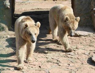 Gaziantep Wildlife Park draws 3 million visitors in six months