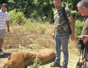 Animal rights groups condemn killing of escaped lion in Antalya