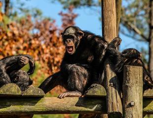 Alpha males are rare among our fellow primates: scientists