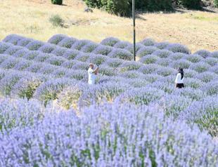 Lavender season transforms rural Türkiye into tourism hubs