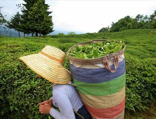 Turkish tea exported to 104 countries in January-June