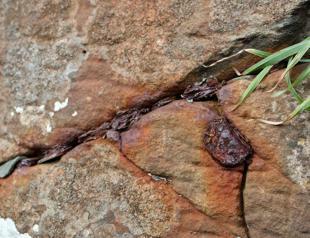 Tourist coins pose giant problem at famous causeway site
