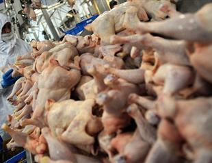Chicken meat production rises 12 percent in May