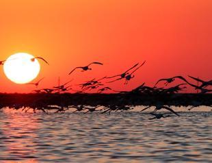 Project launched to track flamingo chicks