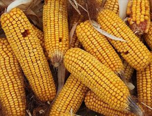 Gov’t allows corn import amid domestic harvest concerns