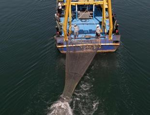 Oxygen deprivation drives sharks closer to shore in Marmara Sea, expert says