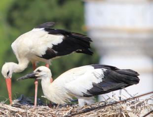Bursa village emerges as ‘stork sanctuary’