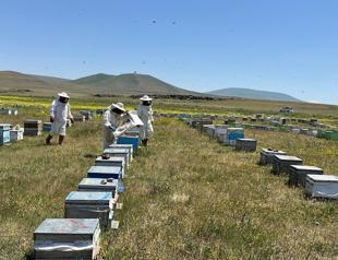 Türkiye seeks to promote beekeeping tourism as sector faces challenges