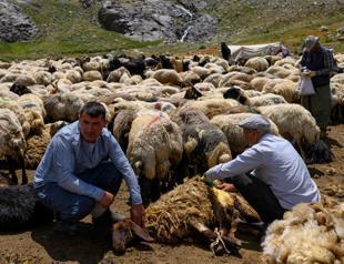 Farmers return to Hakkari mountains in peace amid ‘terror-free Türkiye’ initiative