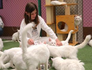 Türkiye’s iconic Van cats find homes through conservation project