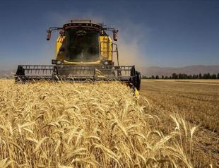 Authority dismisses wheat supply shortage claims
