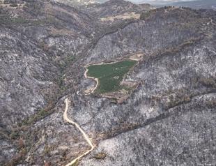 Nectarine orchard remains untouched in devastating Bursa fire