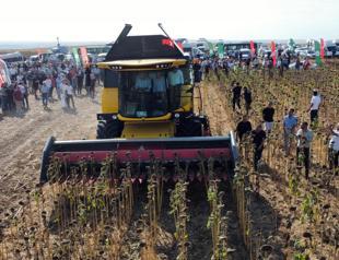 Extreme heat triggers early sunflower harvest in Edirne