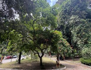 Atatürk Arboretum home to world trees