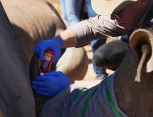 SA scientists make rhino horns radioactive to fight poaching