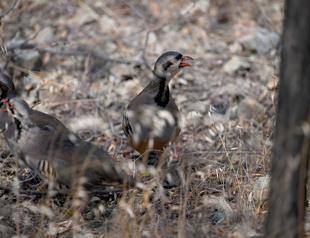 Academics test partridges as natural tick fighters with advanced tracking