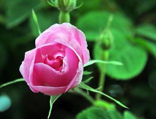 Frost hits rose harvest in Isparta, yield drops 30 pct