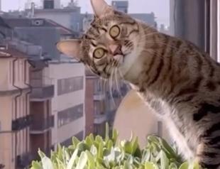 Cat videos in movie theater for a good cause