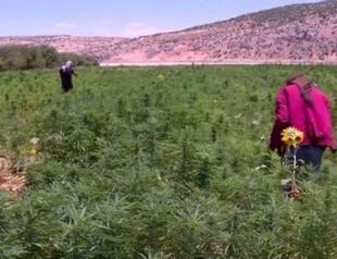 Lebanon turns to cannabis cultivation as economic lifeline