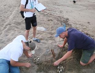 Baby sea turtles begin to hatch on Türkiye’s busiest nesting beach