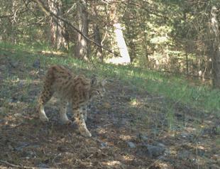 Researchers track lynxes with satellite collars in eastern city