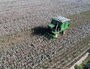 Cotton producers grapple with global headwinds, climate change