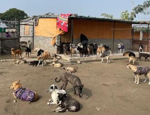 Top court orders roundup of stray dogs in Delhi