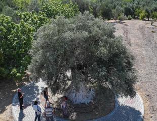 Ancient olive tree in Mersin continues to bear fruit
