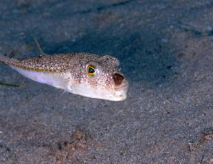 Mediterranean’s invasive pufferfish now part of marine ecosystem, expert warns