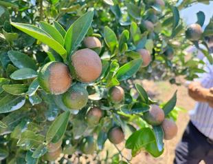 Citrus growers brace for heavy losses after frost, drought, heat wave