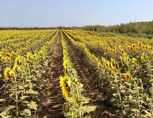 Turkish farmers seek support after hit by drought