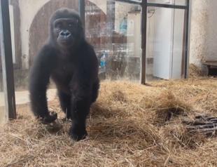 Preparations begin to return gorilla to home