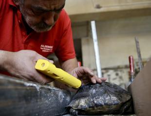 Local woodcarver repairs turtle’s broken shell