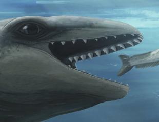 Scientists discover an ancient whale with a Pokémon face