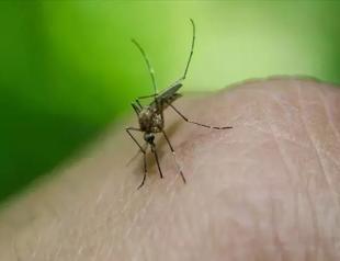 Record number of mosquito-borne disease outbreaks in Europe: health agency