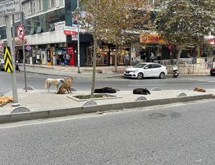 Istanbul orders urgent stray dog removals ahead of new school term