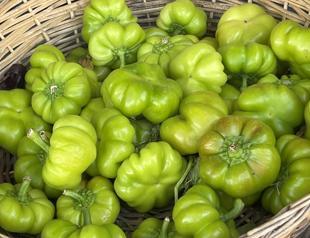 In search of lost taste Kavata: Tomato, pepper or eggplant