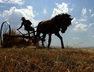 Climate shift cuts wheat yields amid changing rainfall patterns