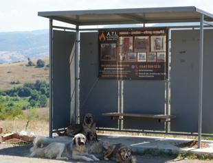 Presidential decree establishes stray animal protection units in 3 provinces