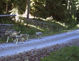 Drones blasting AC/DC, Scarlett Johansson help biologists protect cattle from wolves