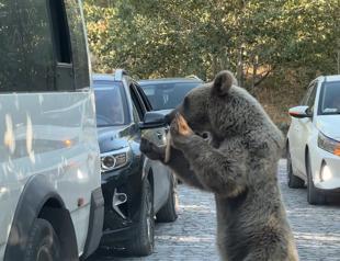 Türkiye’s largest crater lake closed to visitors due to bear attacks