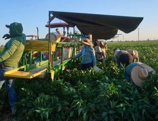 1.2 million immigrants out of US labor force under Trump