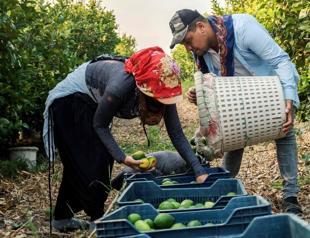 Frost, hail, heat sour season for Türkiye’s lemon growers