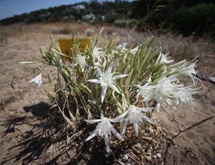 White lilies being protected at ancient city beach