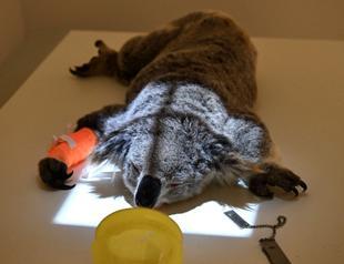 Australia approves chlamydia vaccine for koalas