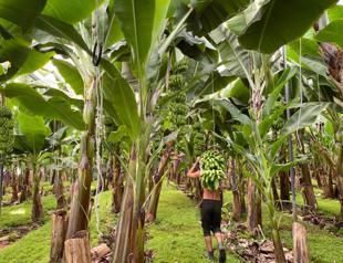 Türkiye’s banana boom: Greenhouses drive rapid expansion