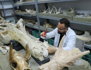 7.7-million-year-old elephant skulls unearthed in central Türkiye