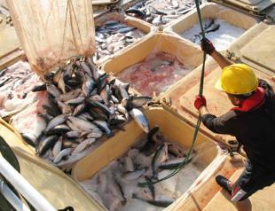 Barriers to Turkish seafood exports to Canada lifted