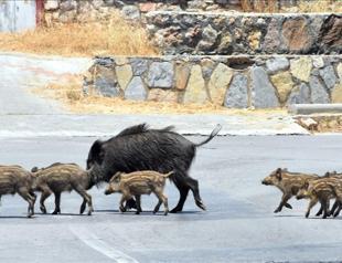 WWF Türkiye calls for ecological corridors to keep wildlife out of cities
